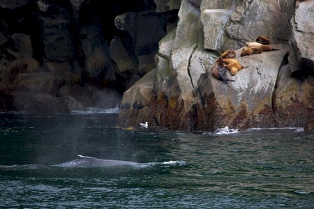 elephant seals in Kenai fjords National Park photo