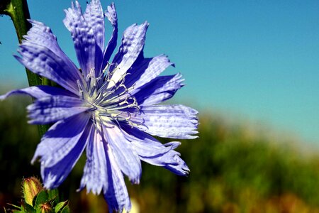 Beautiful Flowers biology blooming
