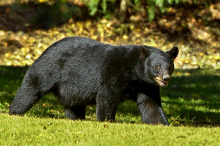 Louisiana Black bear-1