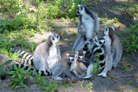Animal wildlife wild