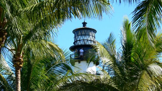 Palm trees landscape building