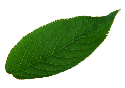 fresh green leaf photo