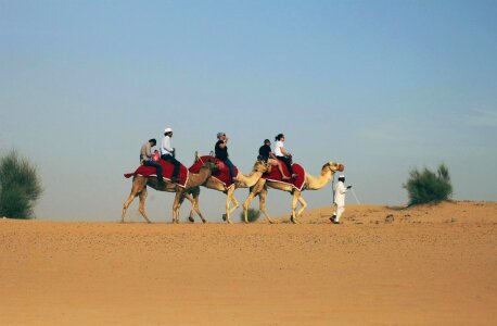 Adventure beach camel photo