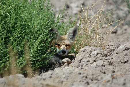 Wild fox hot and shadow