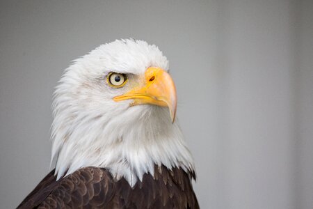 Wild prey majestic