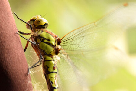 Dragonfly Close-up Macro photo