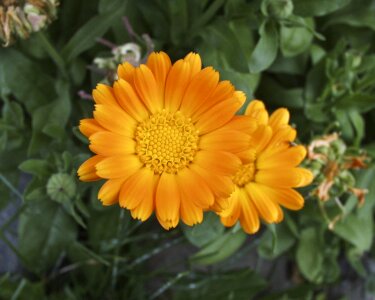 Flower nature plant