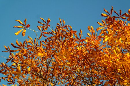 Autumn colours tree chestnut