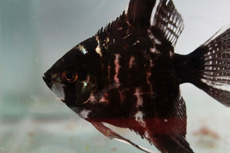 Black Fish Tank photo