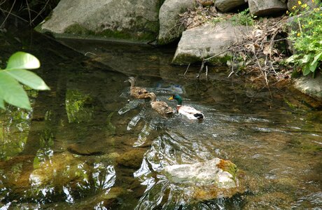 Ducks swimming water photo