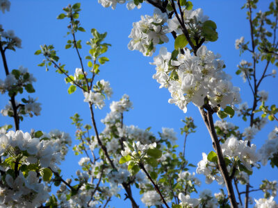 Flowers on appletree photo