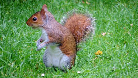 funny red squirrel sitting on grass photo