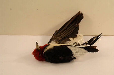 Melanerpes erythrocephalus