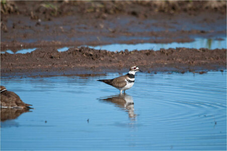 Killdeer-2 photo