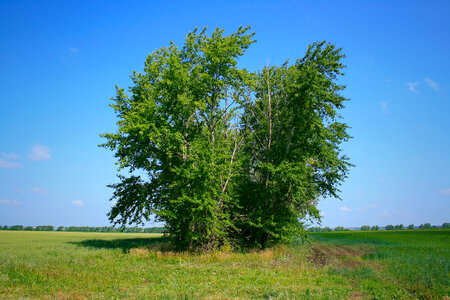 tree photo