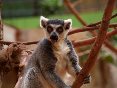 Sitting limb cute