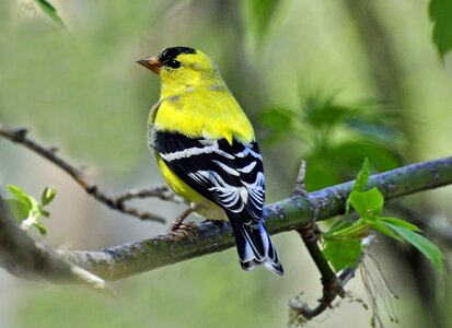 Finch yellow bird