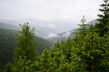 Branch cloud conifer photo