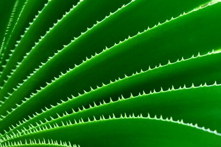 Cactus plant pattern photo