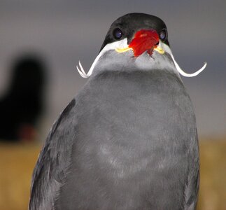 Inca tern grey gray