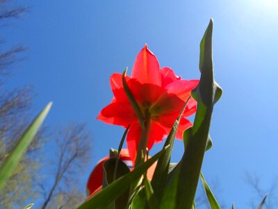 Beautiful Flowers biology bloom