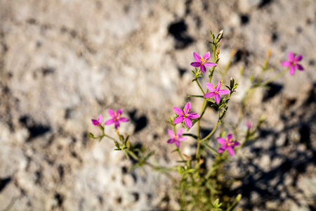 Spring-loving centaury
