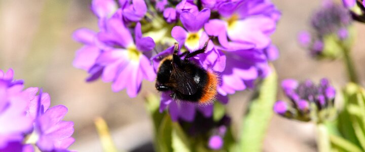 Hummel insect spring photo