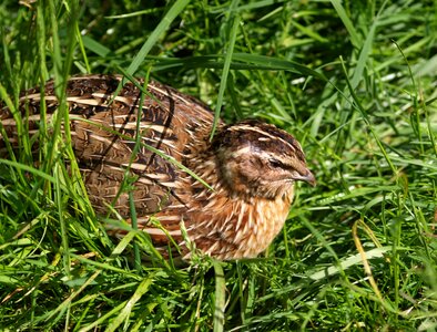 Bird feather animal photo