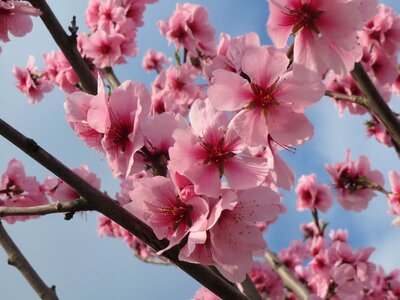 Macro blooming tree photo