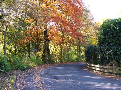 Path street leaves photo