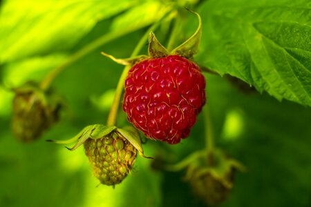 Nature summer berry