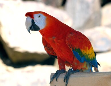 Scarlet Macaw photo