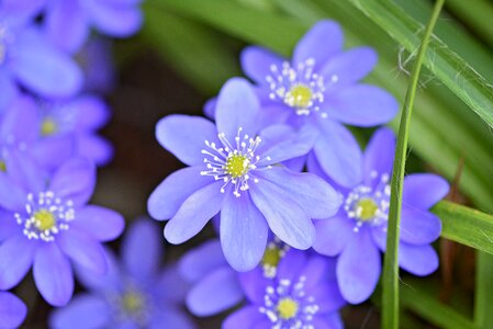 Blue blue flower early bloomer
