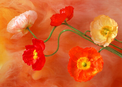 Studio Shot of Poppy Flowers photo