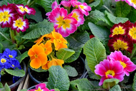Beautiful Flowers colorful spring time