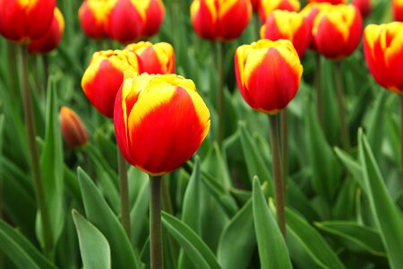 Tulip green background photo