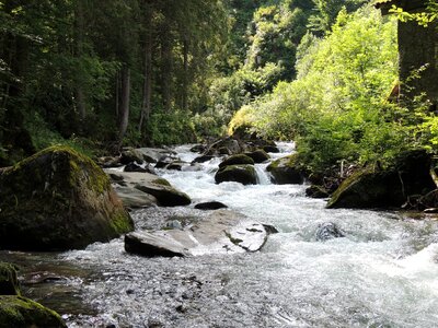 Forest river nature