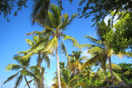 Foliage tree organic photo