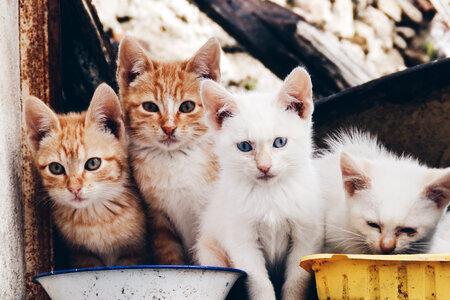 Cat Kittens photo