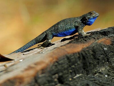 Belly blue lizard