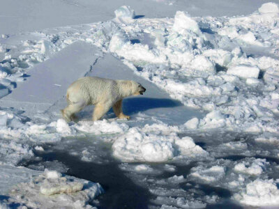 Male Polar bear on pack ice photo