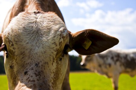 Cow zebu pasture photo
