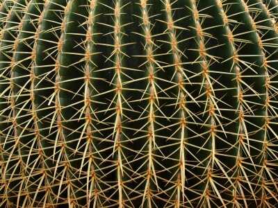 Spines spiny sharp