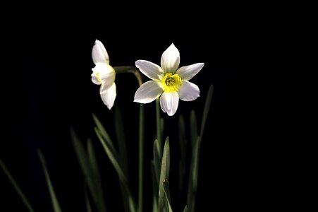 Blossoming daffodil narcissus