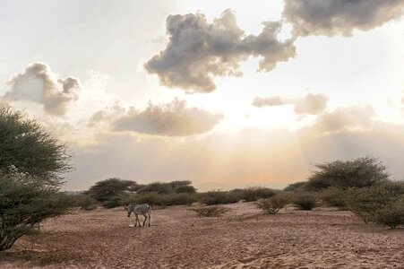African Wildlife Landscape photo