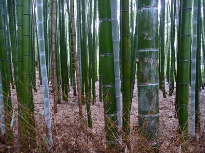 Bamboo forest kyoto bamboo photo
