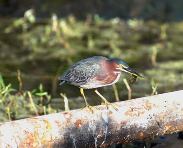 Green Heron