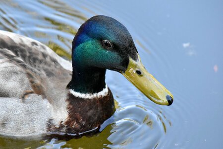 Duck head wildlife