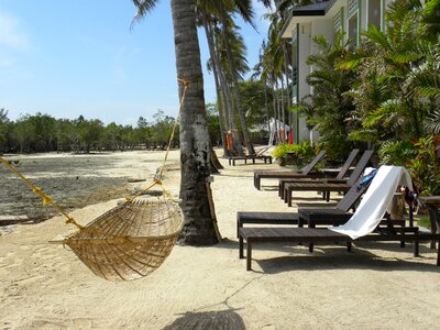 Coconut tree sand coconut photo