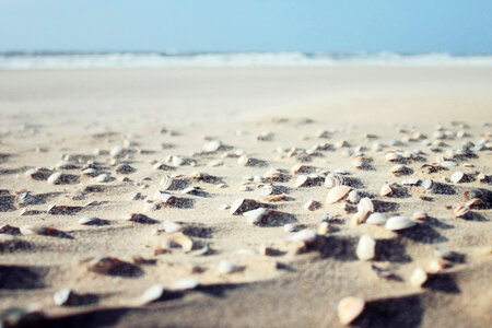 Sea Shells On Beach photo